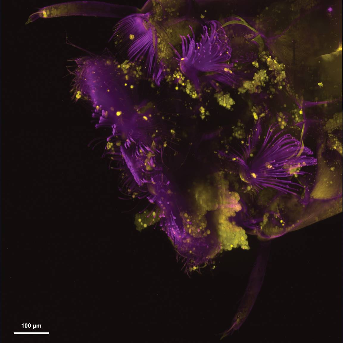 Mosquito larva