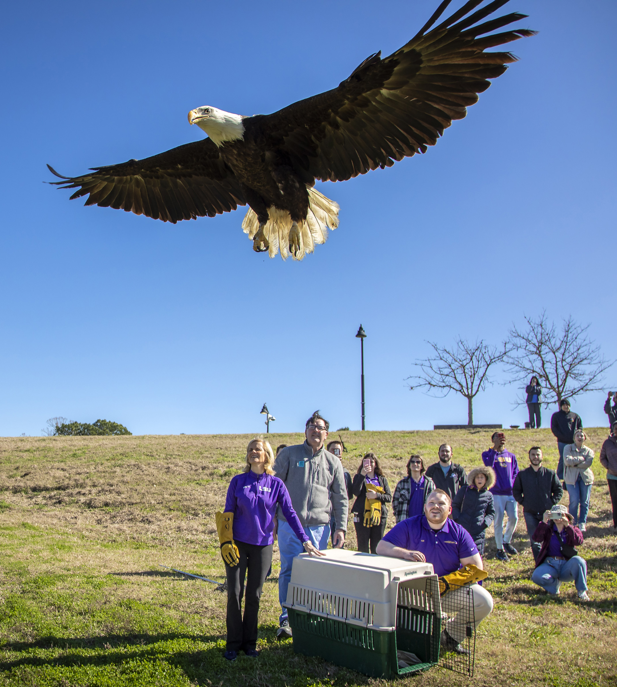 Bald Eagle