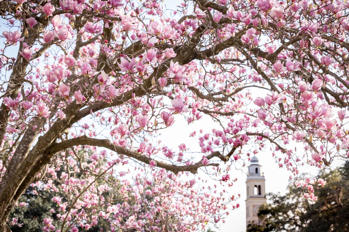 Flowers in front of LSU's Memorial Tower Flowers in front of LSU's Memorial Tower