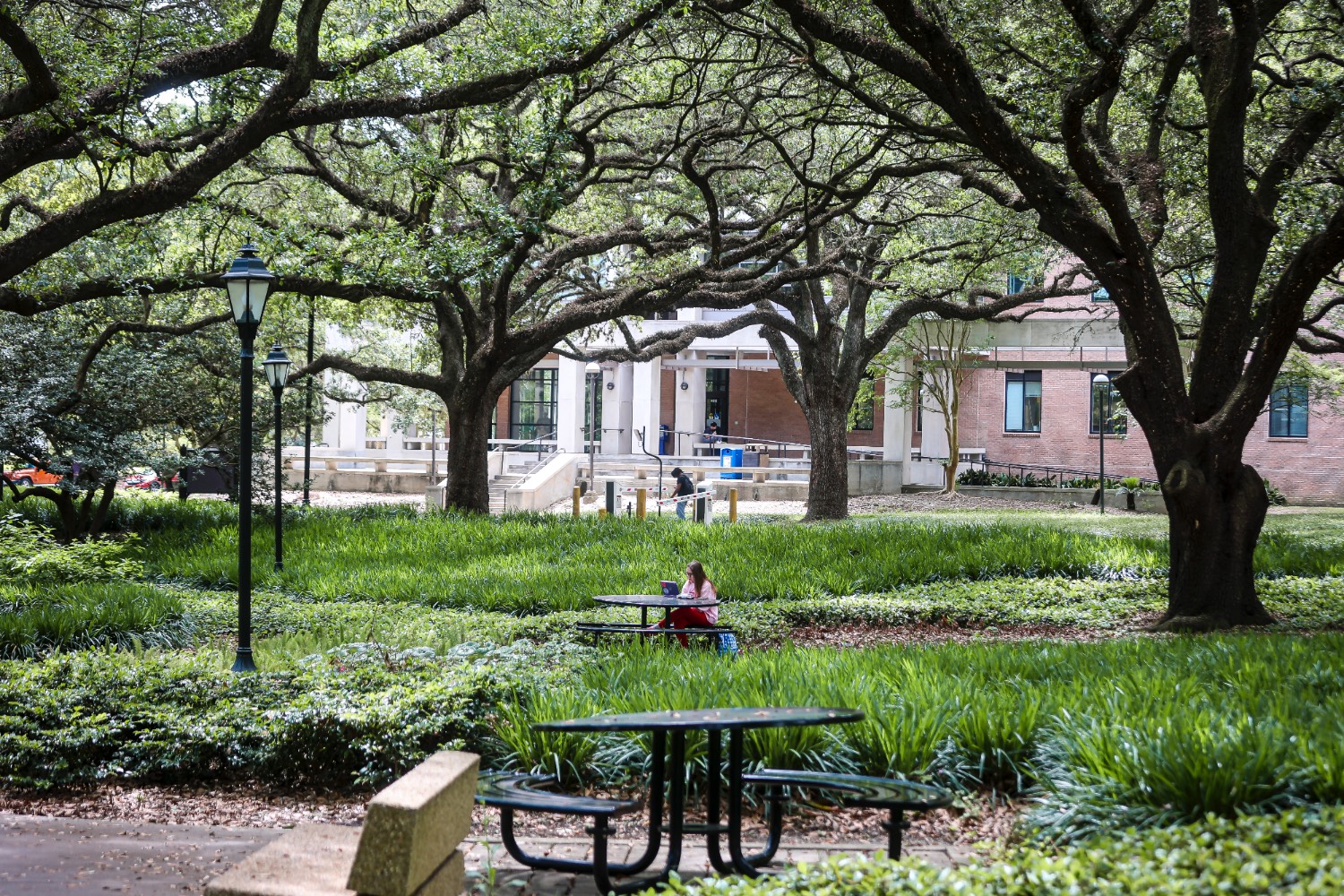 Memorial Oak Grove Memorial Oak Grove