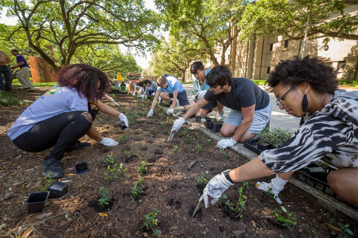 LSU students plant plants for Spring Greening Day LSU students plant plants for Spring Greening Day
