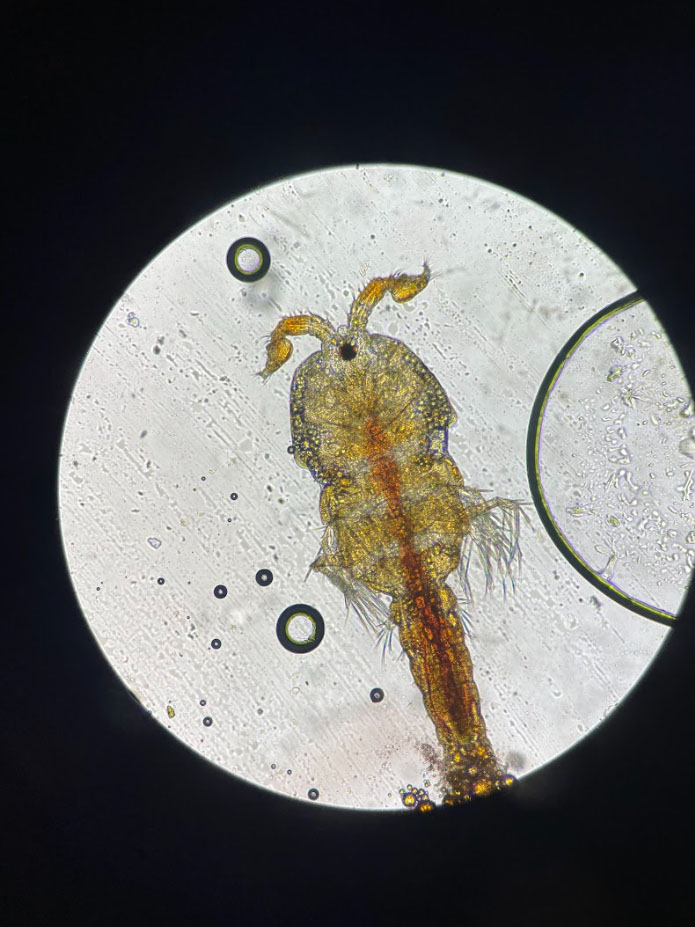 Copepod seen under magnification