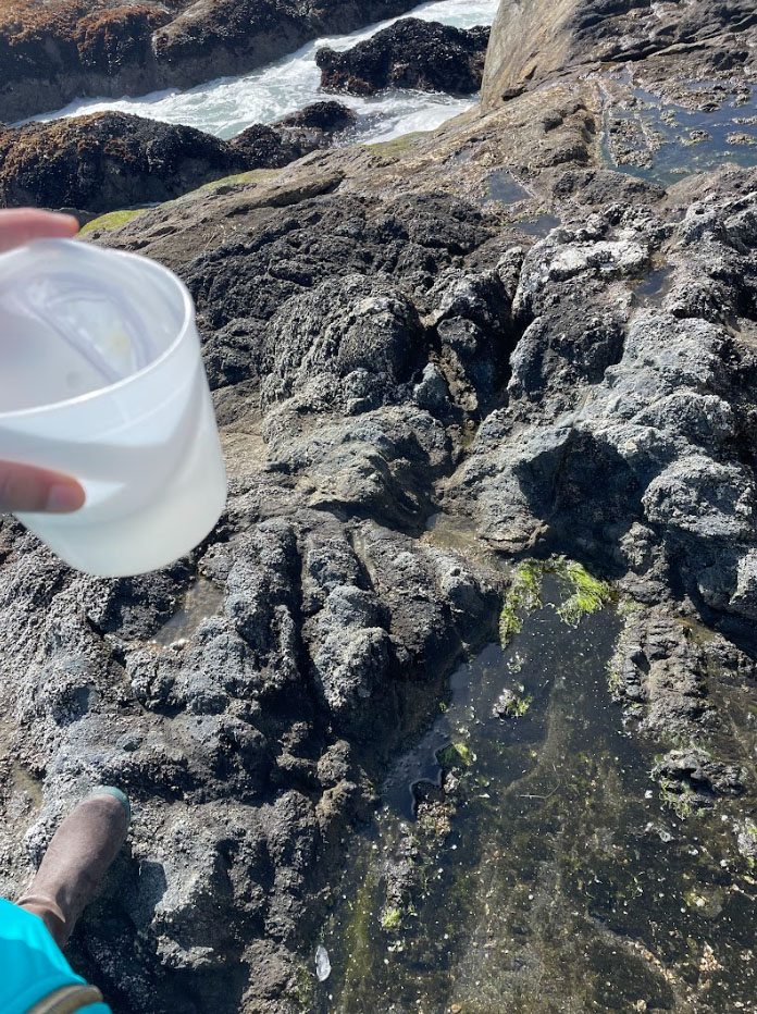Isabelle Neylan collects a sample in a shallow pool near the coast