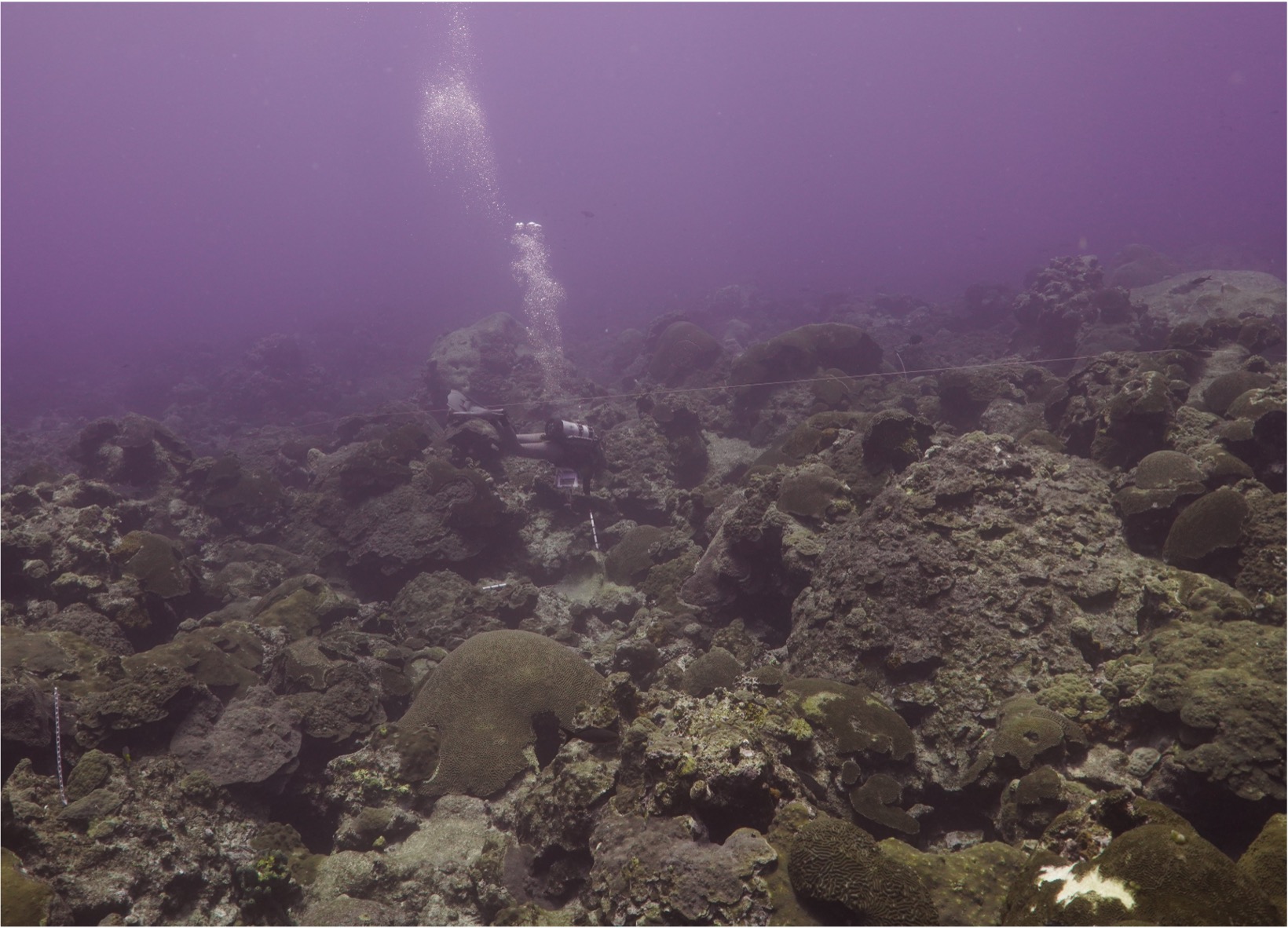Scuba diver over a coral reef