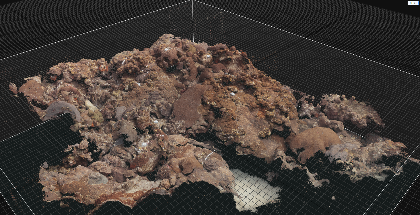 Computer model of coral