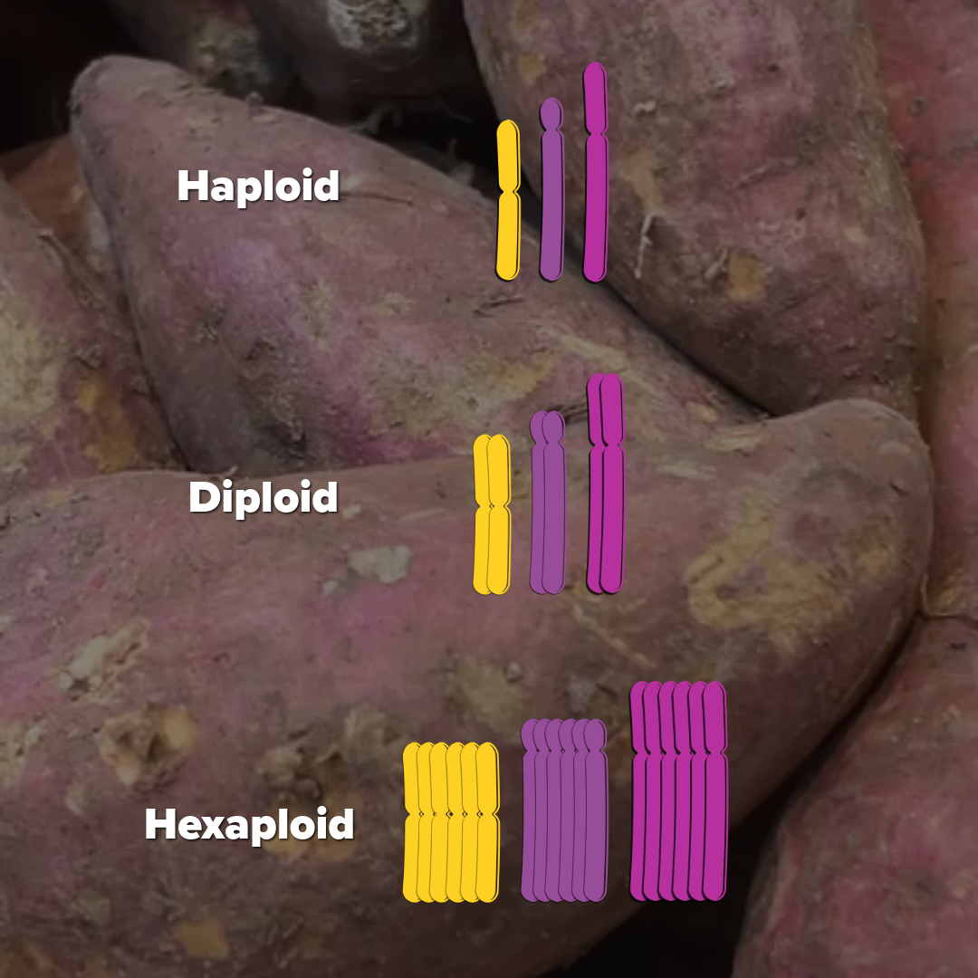 Illustration of chromosomes in haploid, diploid and hexaploid crops on a backdrop photo of sweet potatoes.