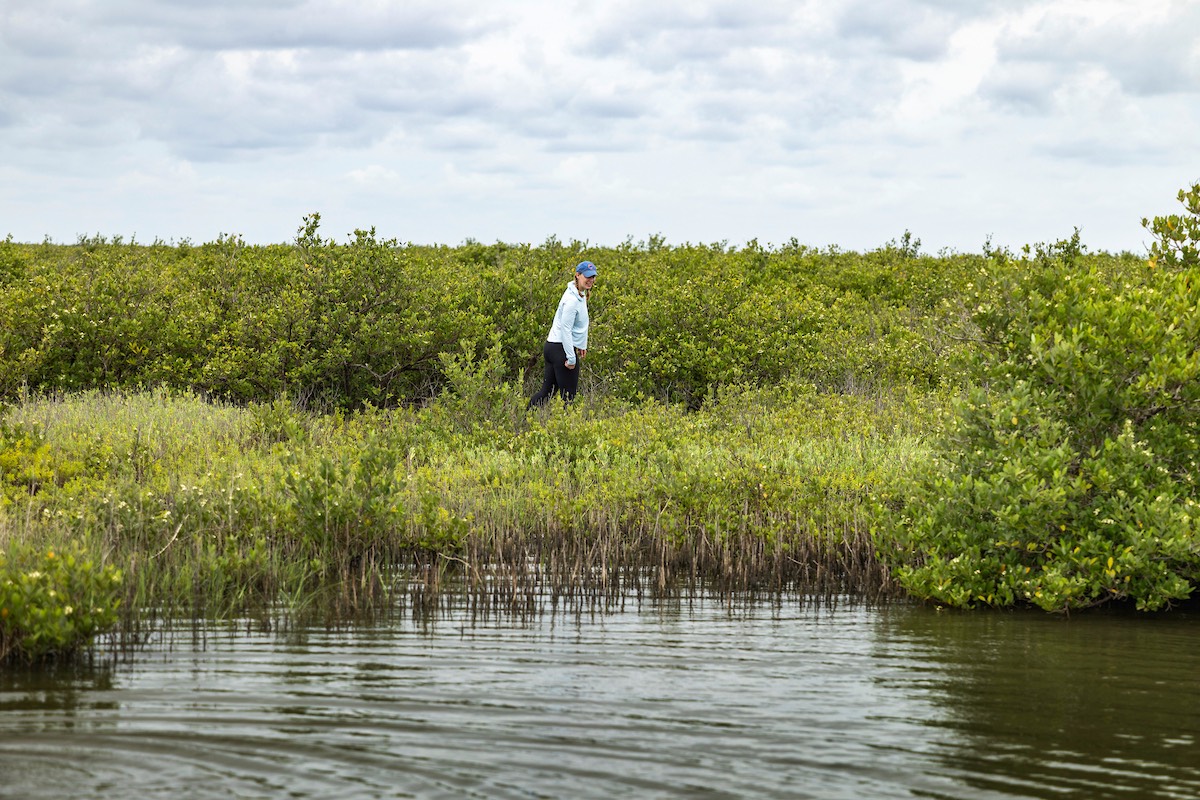 Black Mangrove Research.