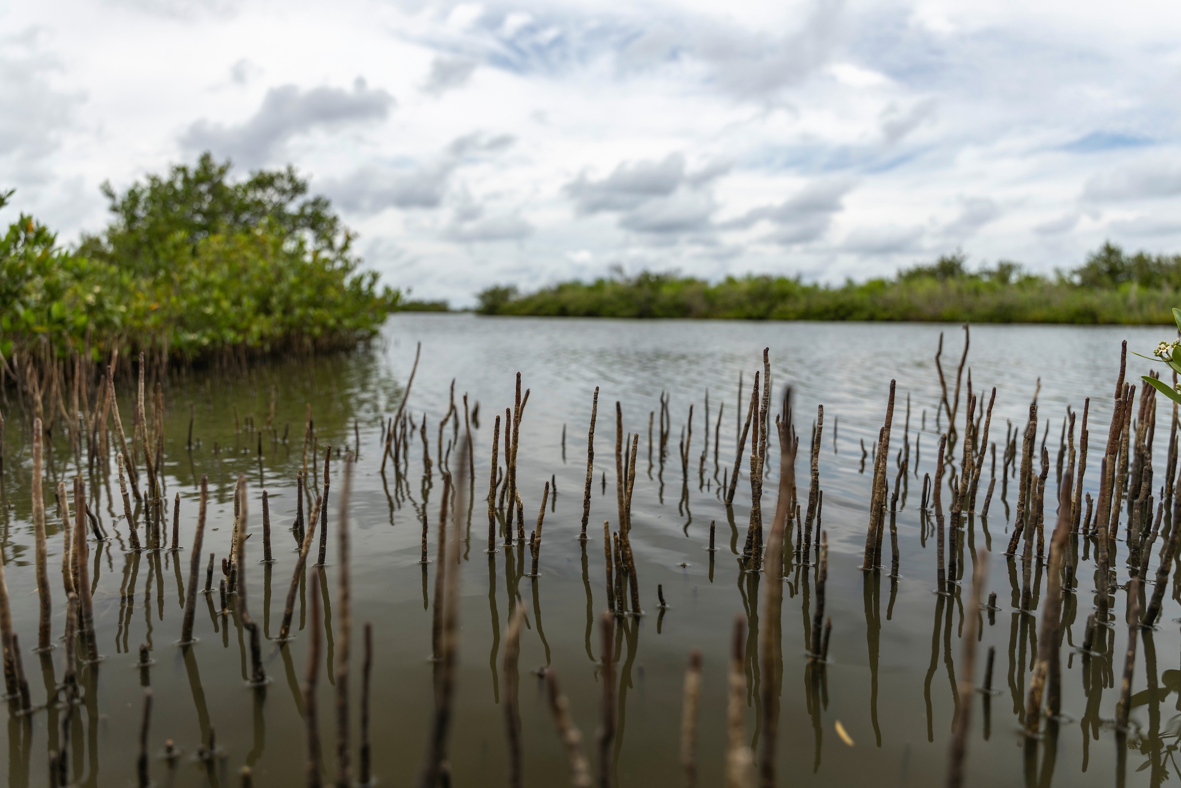 black mangrove