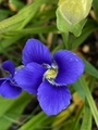 Lily