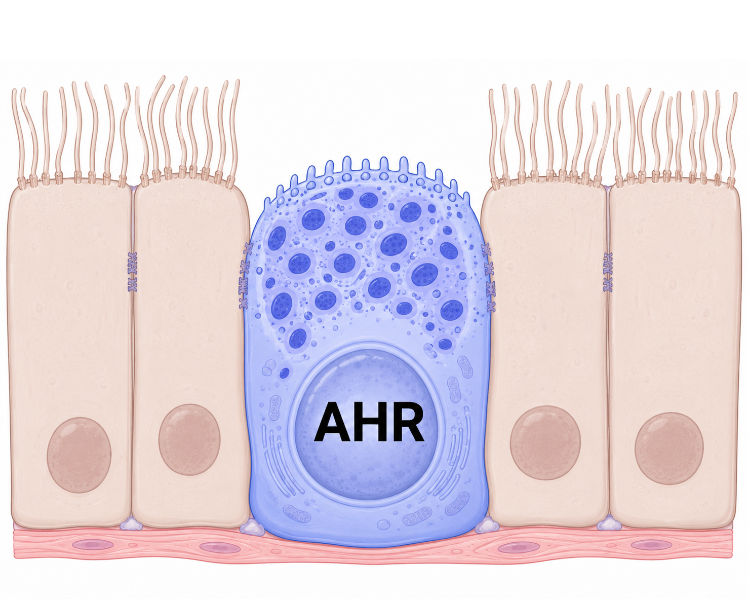 AHR activation inside a club cell in the lungs.