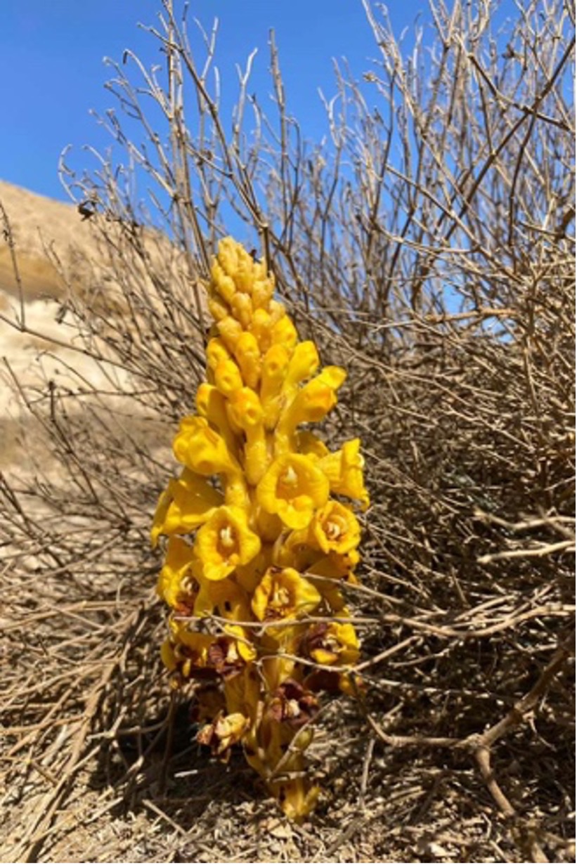 Cistanche tubulosa