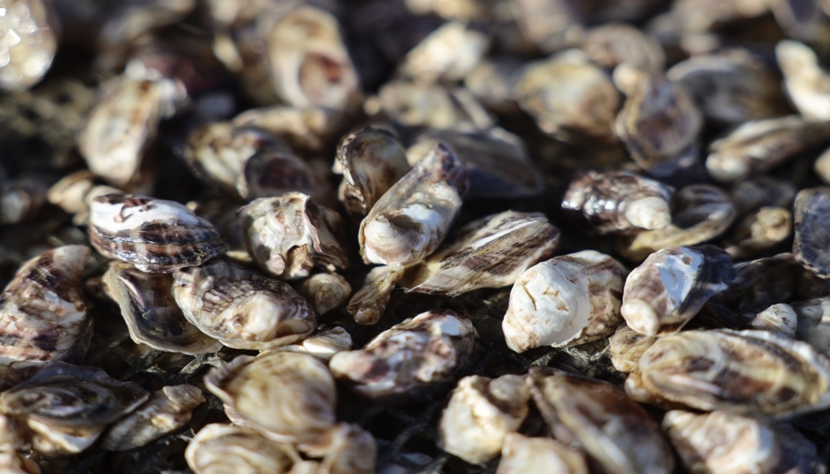 oyster research