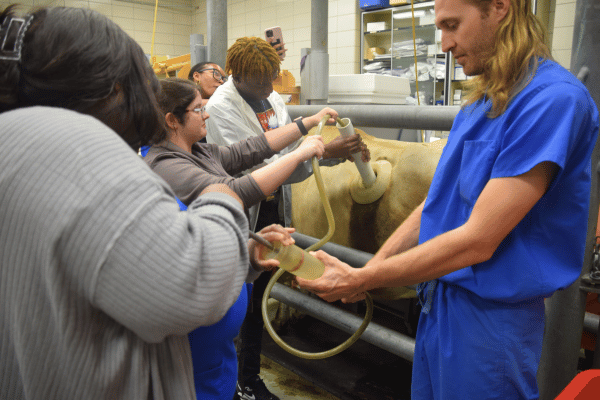 Food animal veterinarian with students