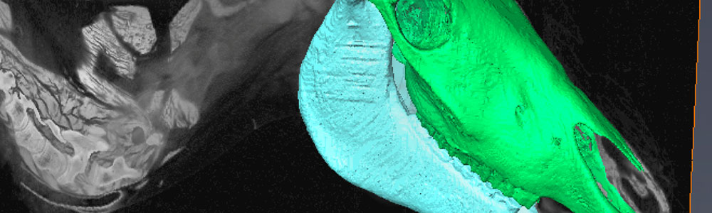 biomedical imaging