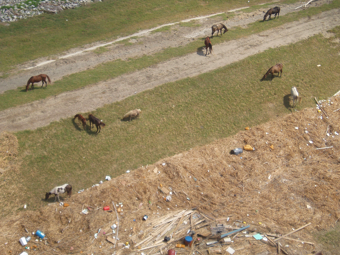 horses on a levee