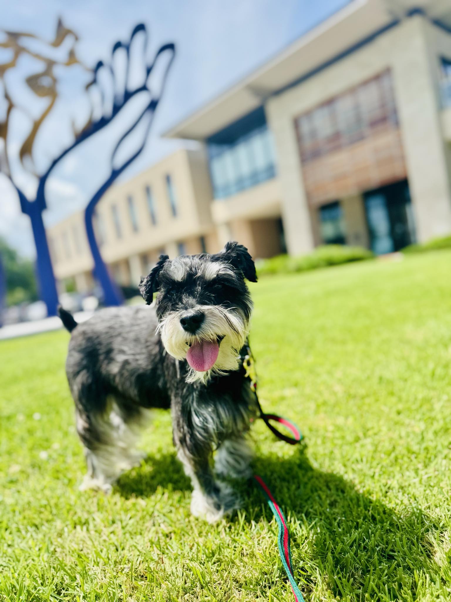 Cash the schnauzer
