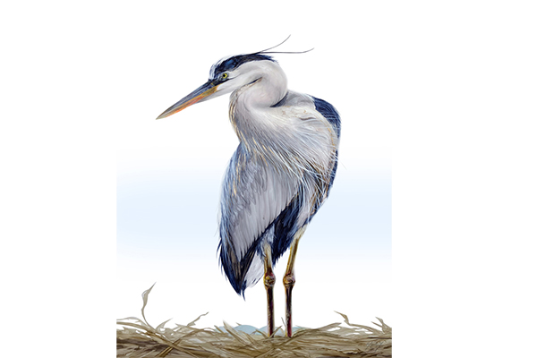 Gentle Keeper, painting of a water bird