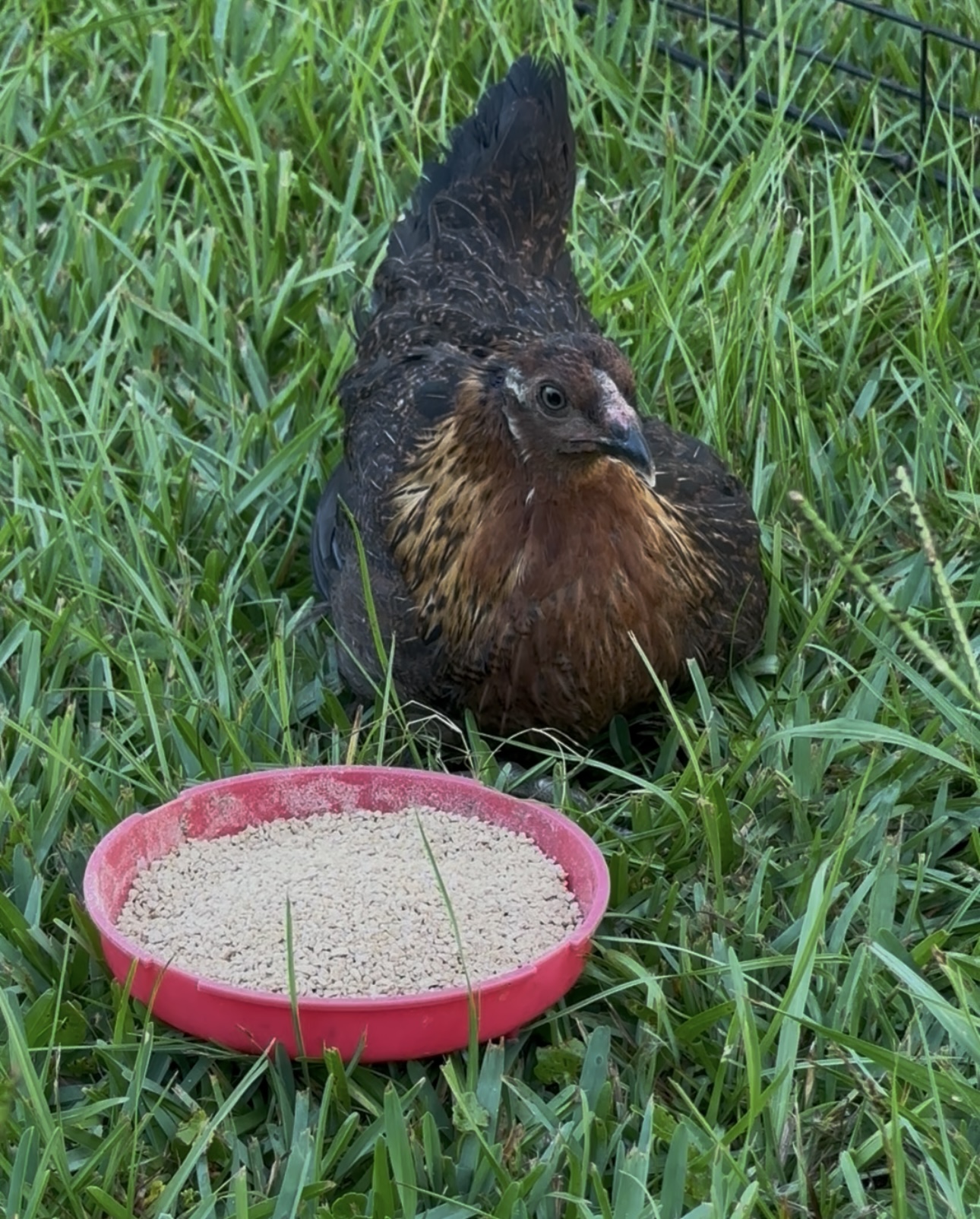 Hawk, a chicken