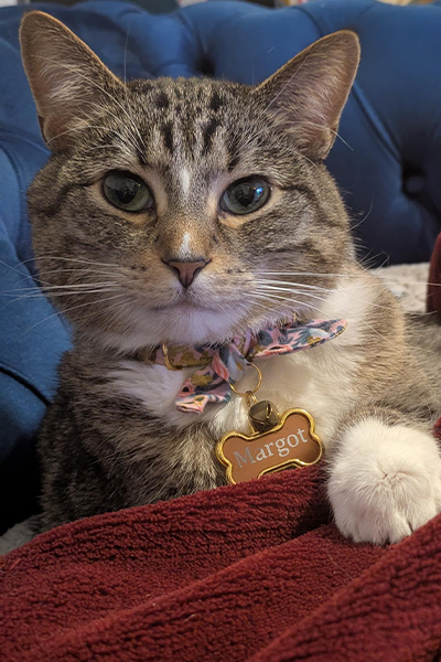 Margo, a grey cat