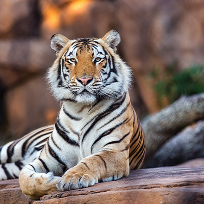 Mike the Tiger